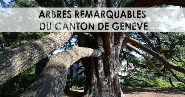 Genève et ses arbres remarquables : une belle histoire